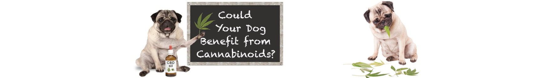 Is CBD Safe for Your Pet and can you manage your pets needs with it.