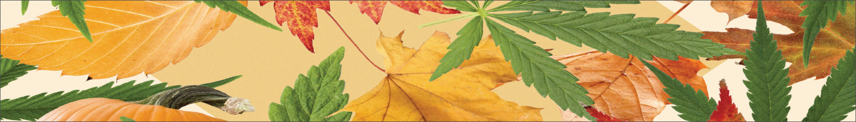 Autumn Leaf and Cannabis Leaf: A Visual Symphony of Seasons and Serenity